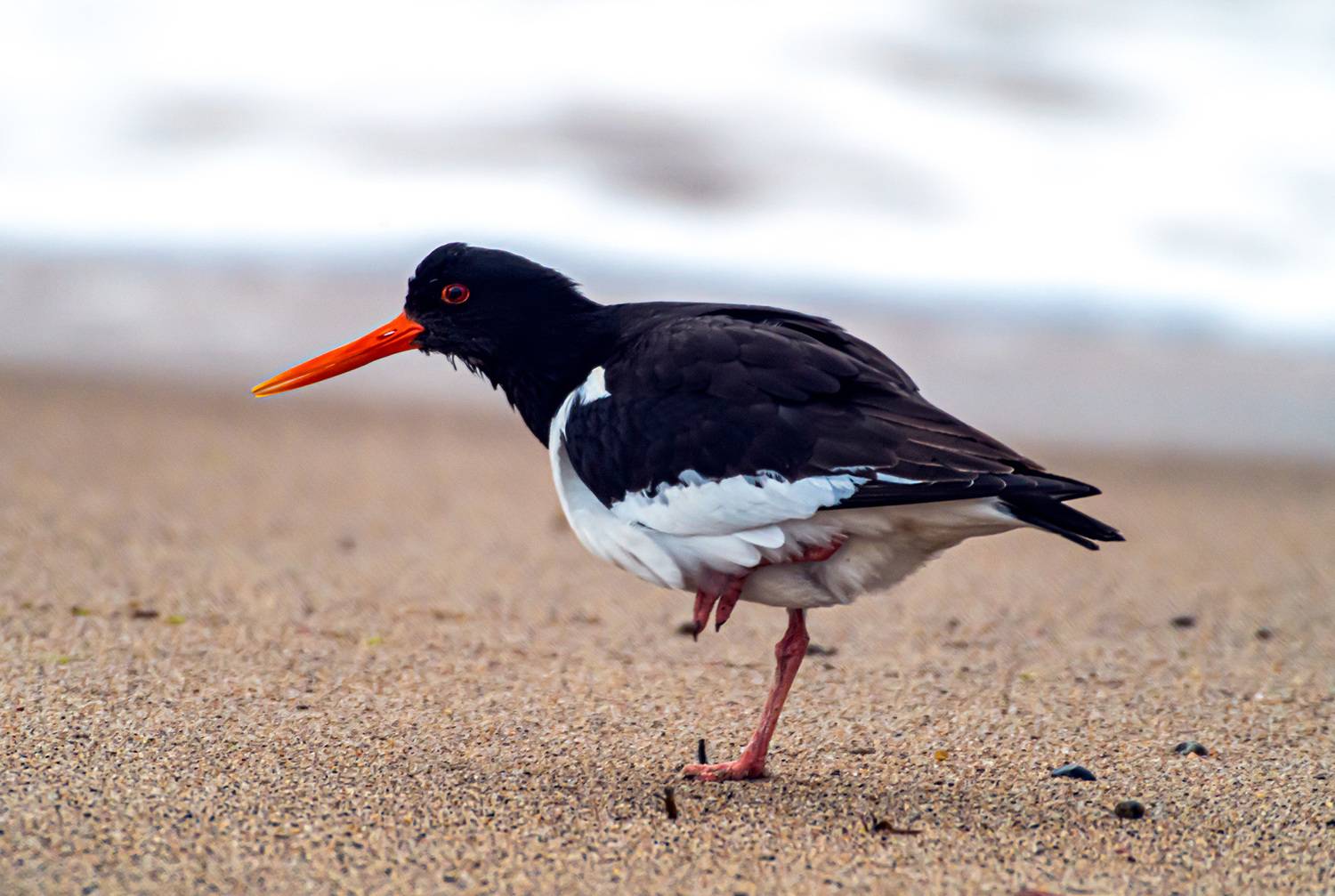 мурмаская область, териберка, птицы, кулик-сорока, Савчук Сергей