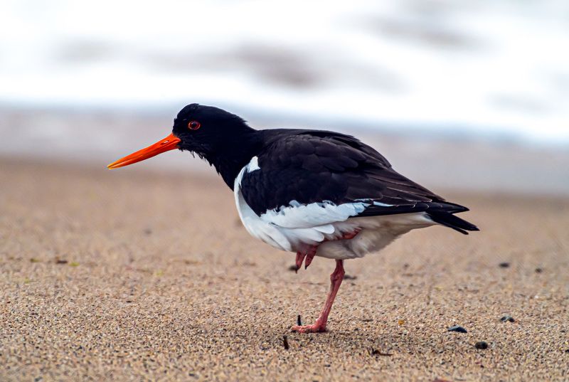 мурмаская область, териберка, птицы, кулик-сорока Кулик-сорока фото превью