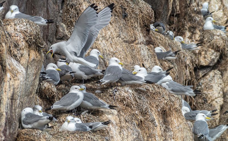 мурмаская область, териберка, птицы, чайки, птичий базар Чайки фото превью