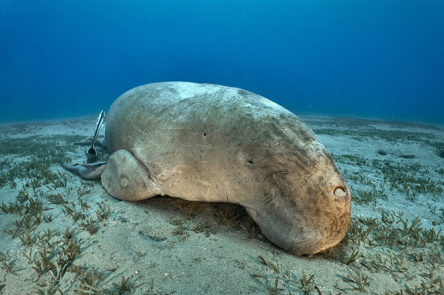дюгонь, море, дайвинг, подводная фотосъемка, PAVEL PEREPECHAEV