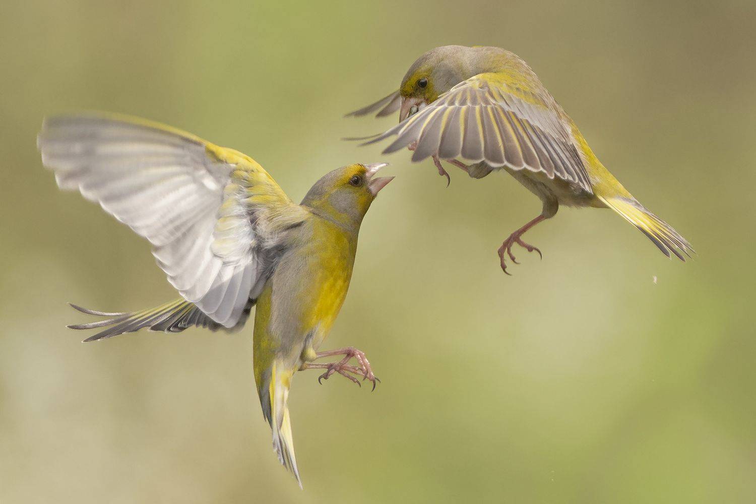 , Евгени Стефанов