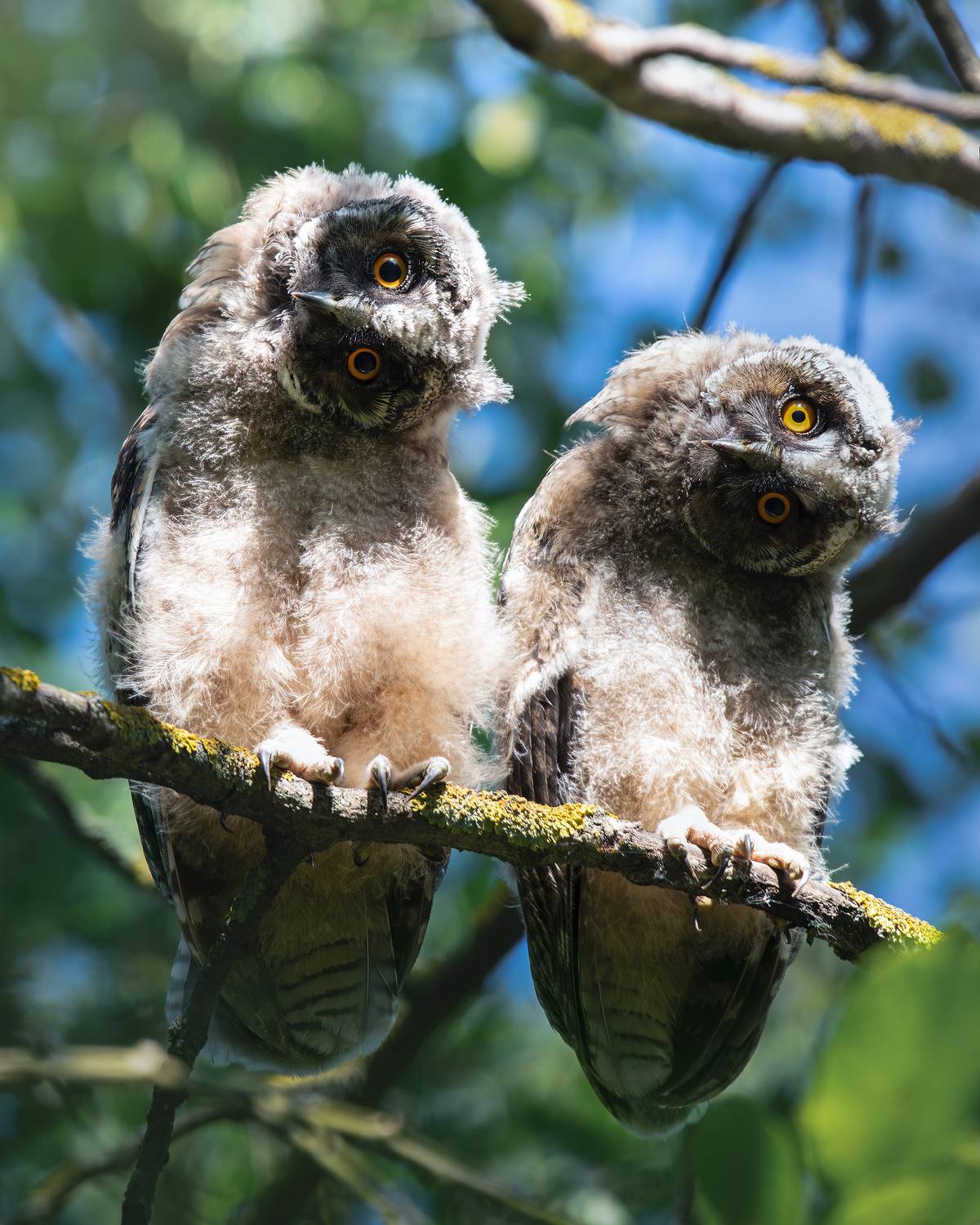 , Поляков Михаил