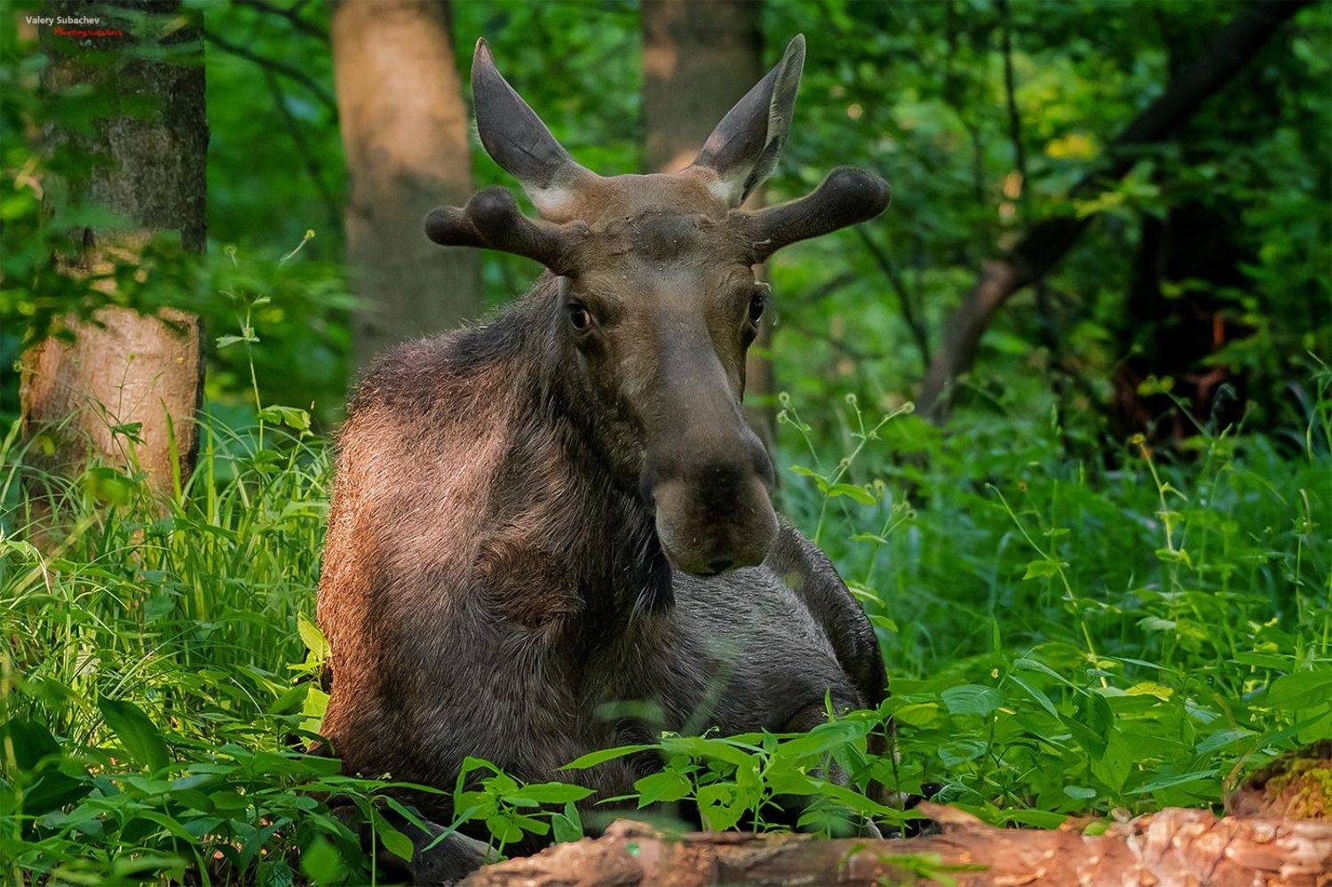 , Валерий Субачев
