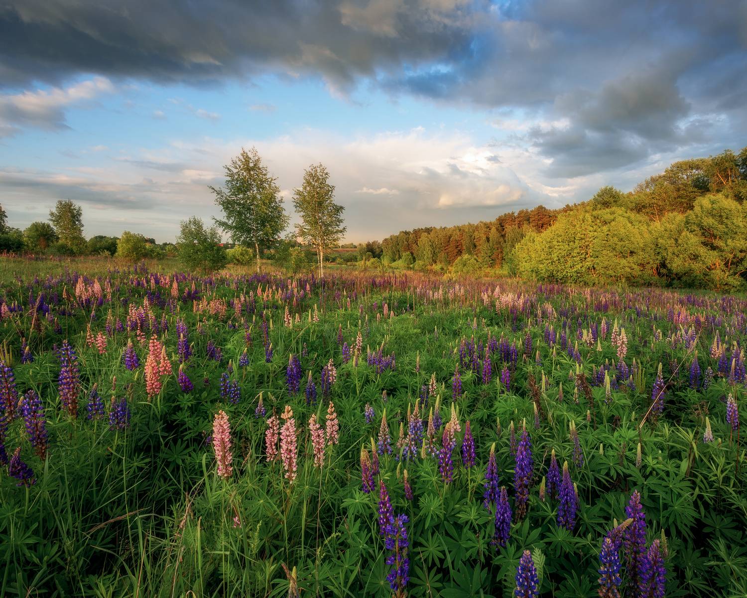 пейзаж, природа, цветы, люпины, лето, Московская Область, Мартыненко Дмитрий