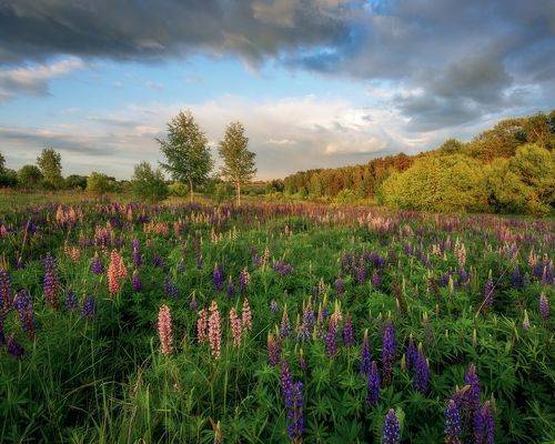 Цветение люпинов.