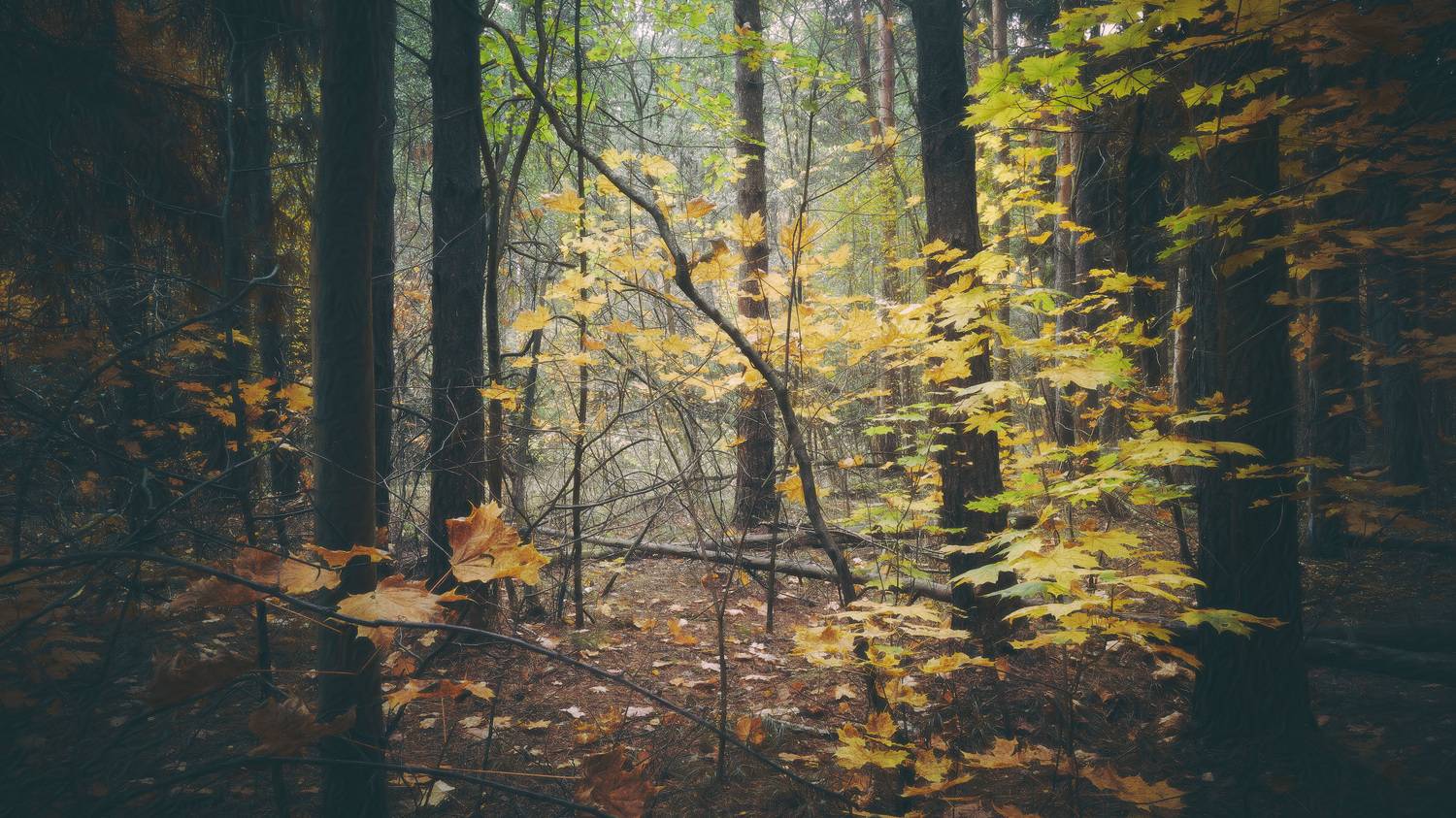 , Валерий Вождаев