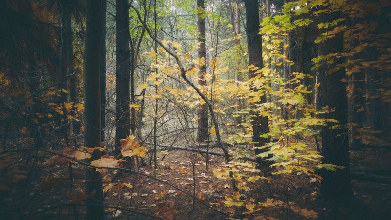 В осеннем лесу фото превью