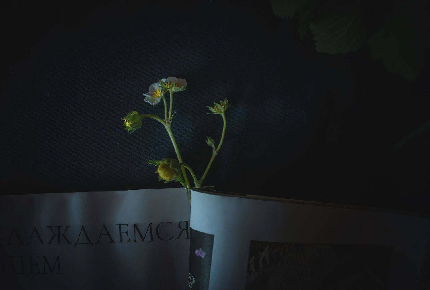 , Романова Инга