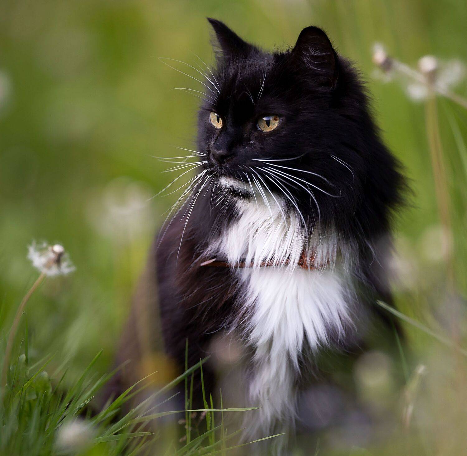 кот, красавец, лето, цветы, природа,cat, beautiful, flowers, nature, Стукалова Юлия