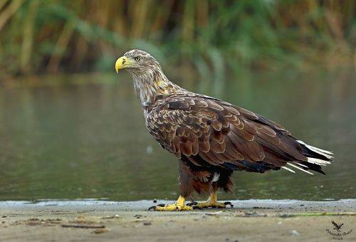 Император Куршской косы.