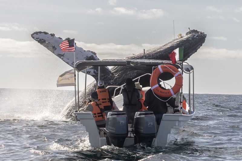 Baja California Sur, Humpback Whale, Wild Life, Ballena Jorobada, Pacific Ocean,  El Coloso de los Mares фото превью