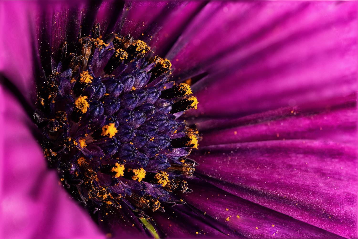 #nature #flora #flowers #plant #beautiful #природа #растения #цветы #макро, Сергей Найбич