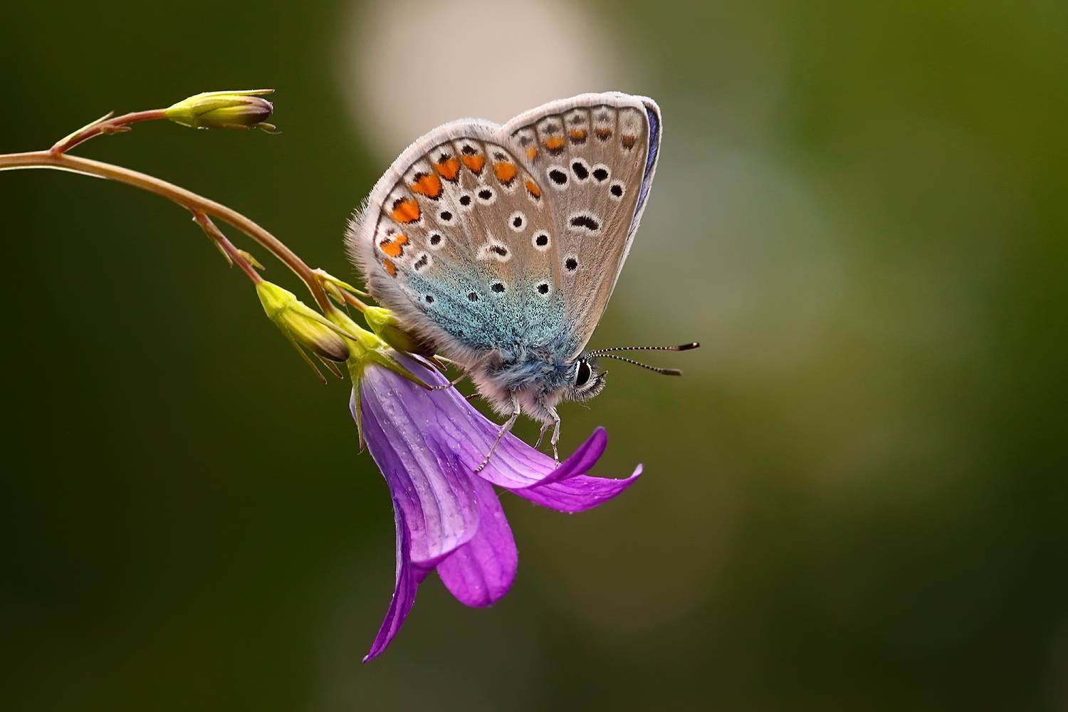 макро, бабочка, голубянка, насекомое, колокольчик, лето, Галина Горькавая