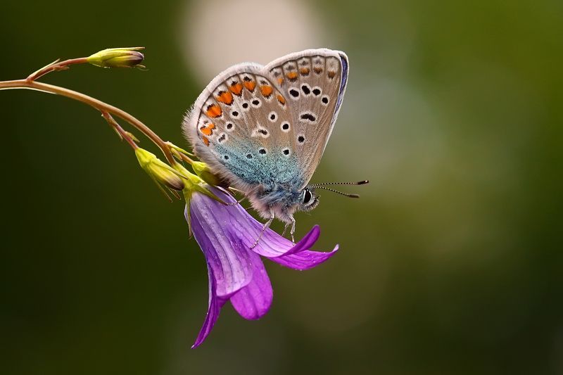 макро, бабочка, голубянка, насекомое, колокольчик, лето  фото превью