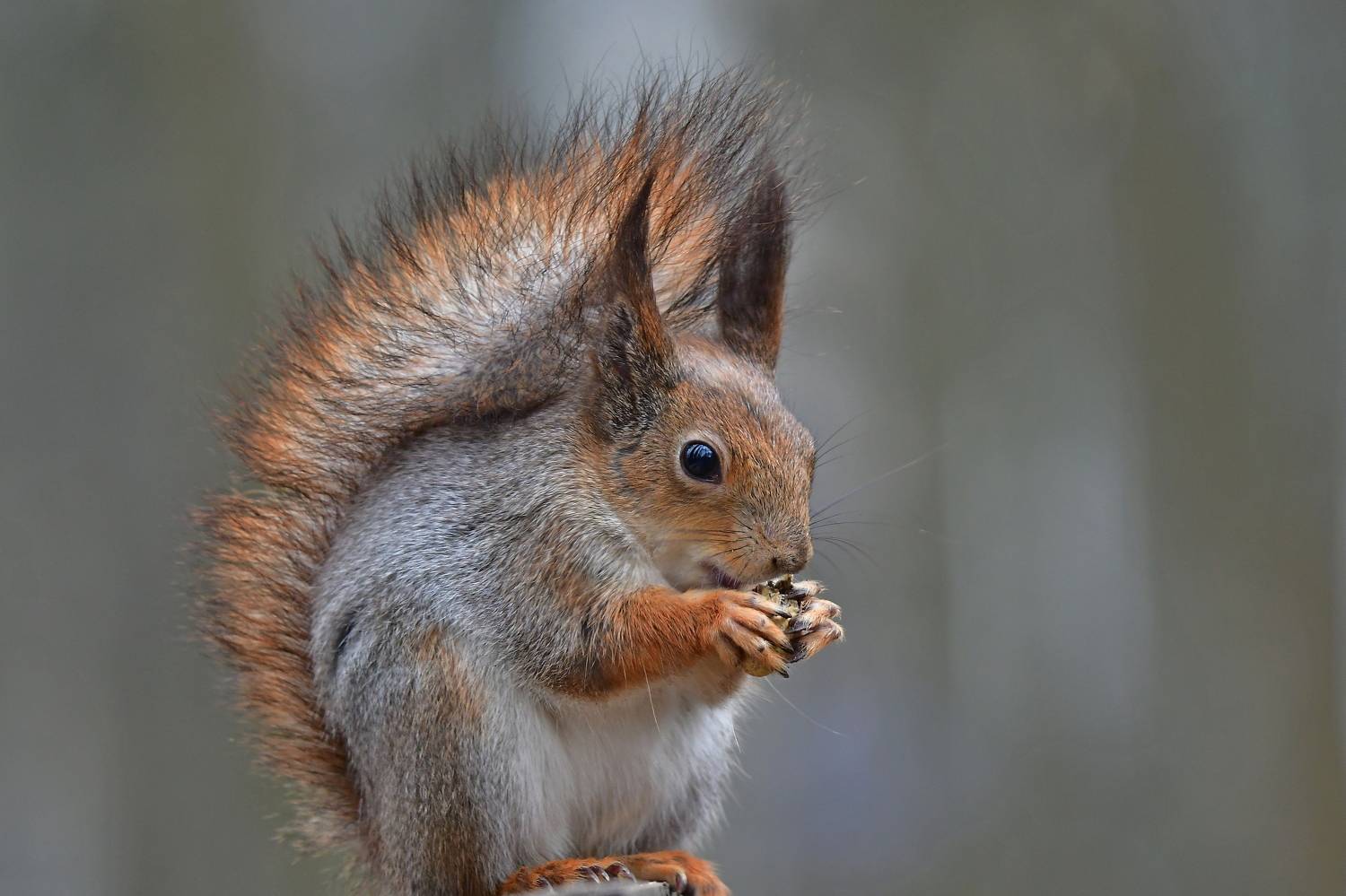 , Корнейчук Игорь