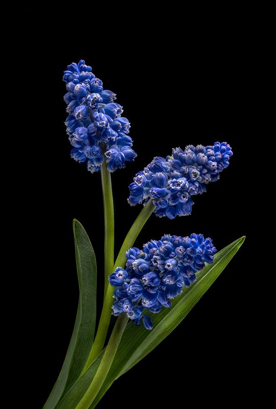 мускари, флора, цветы, цветение Мускари фото превью