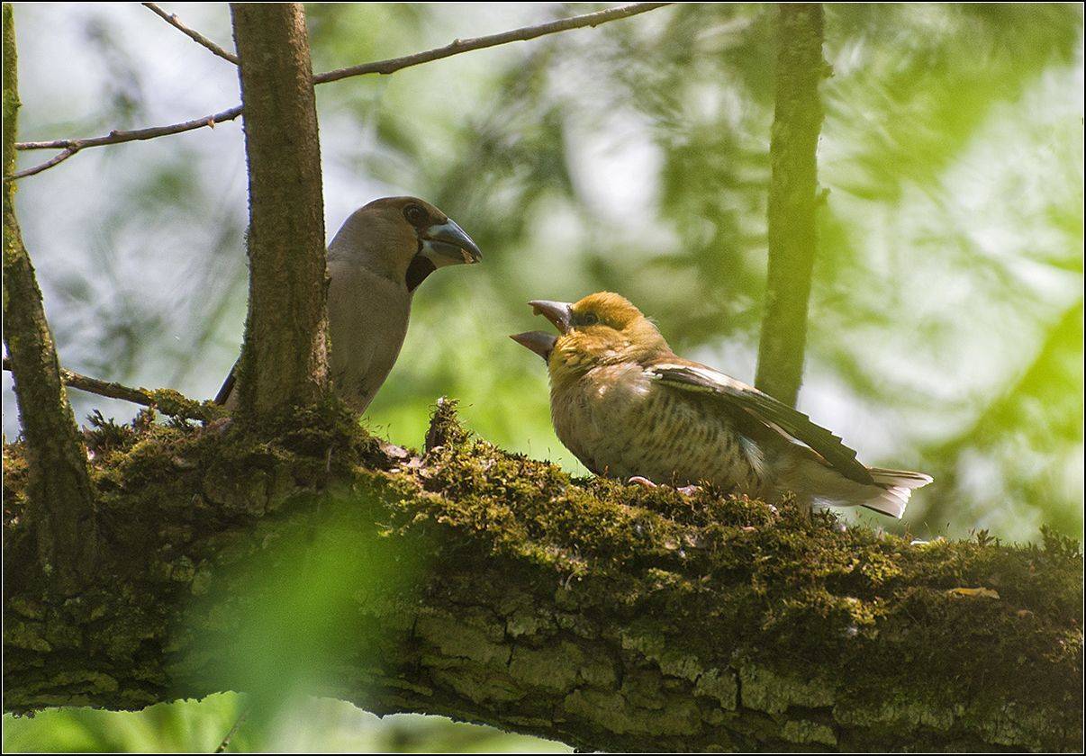 москва, июнь, парк, птицы, АНАТОЛИЙ ДОВЫДЕНКО