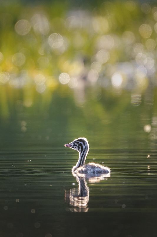 Полосатые малыши фото превью