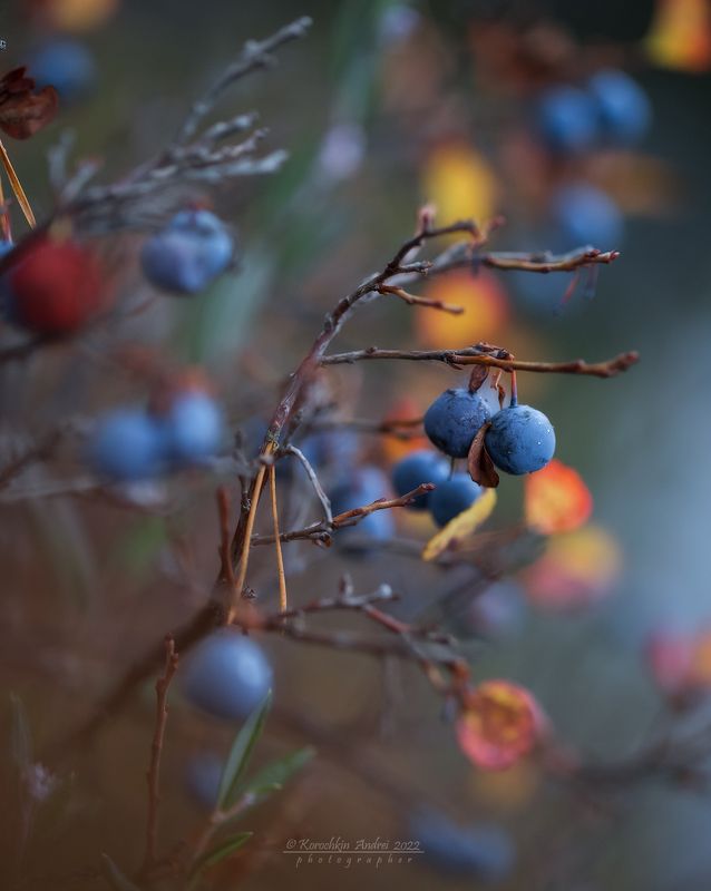 Голубика октября... фото превью