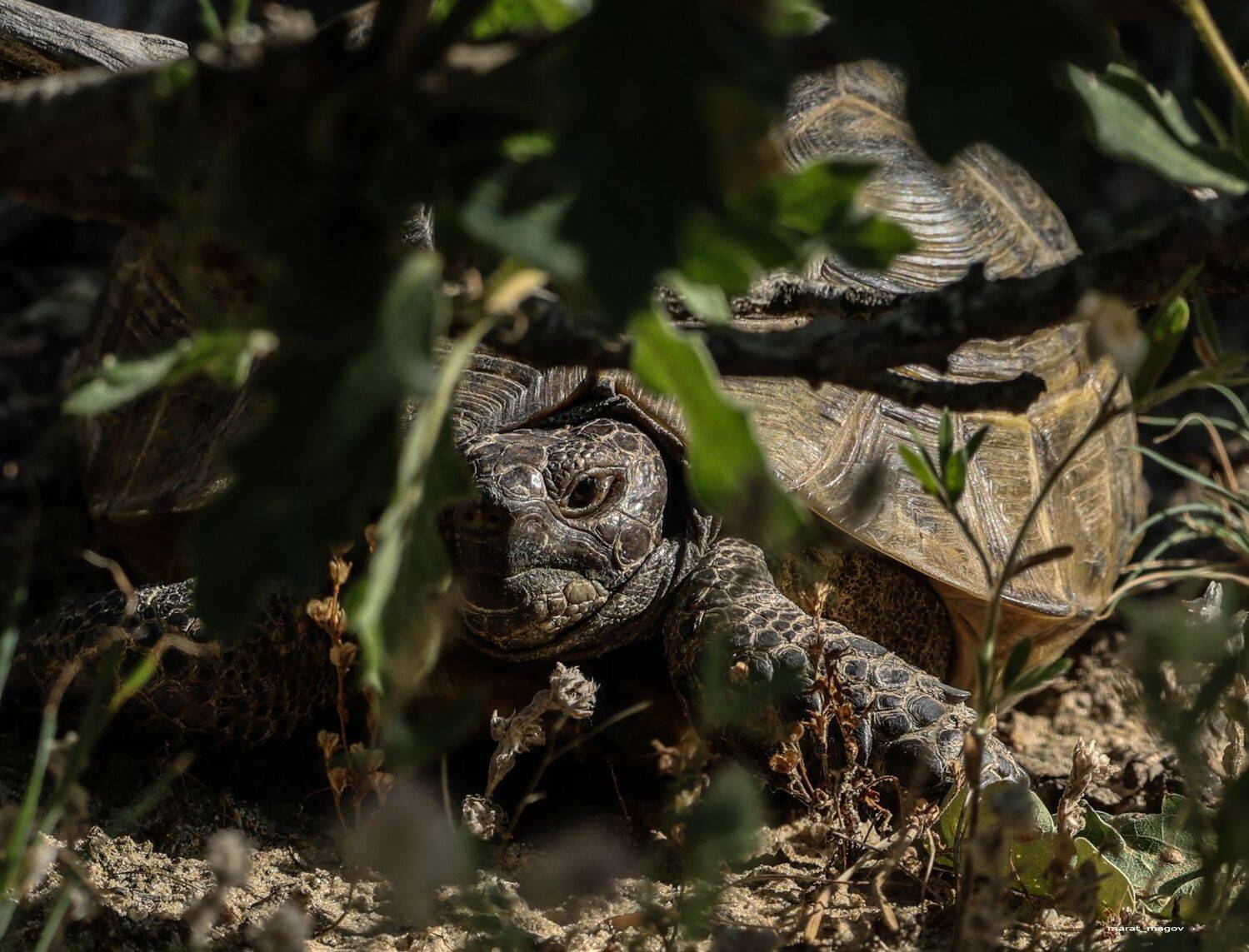 черепаха,среди-земноводная,, Magov Marat