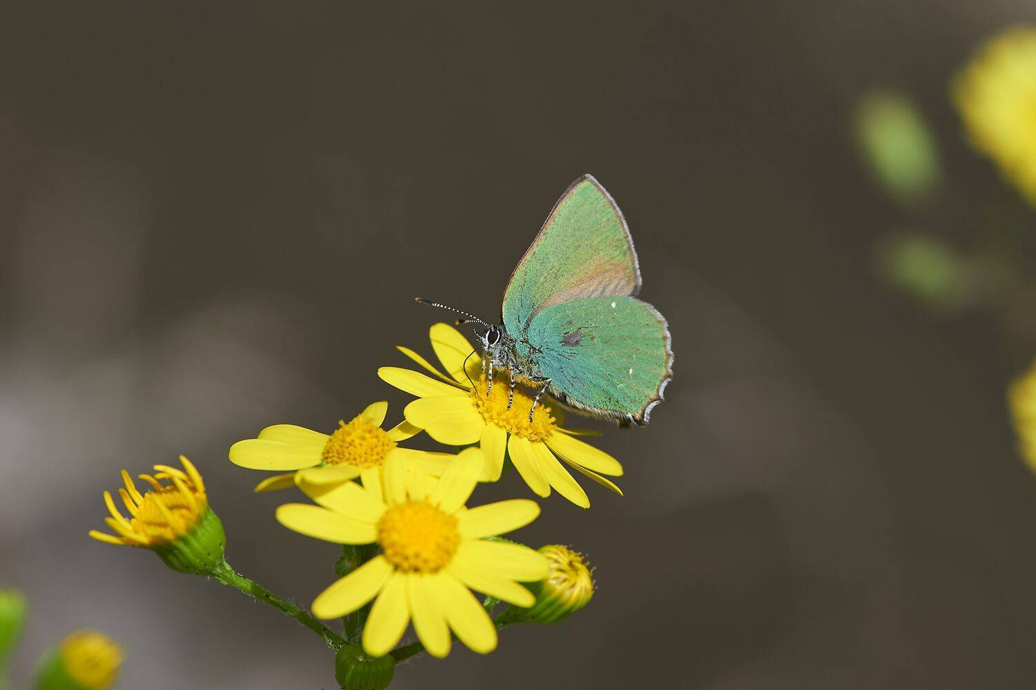 Callophrys rubi, buttefly, volgograd, russia, wildlife,, Сторчилов Павел