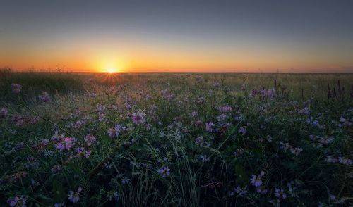 В степях Калмыкии..