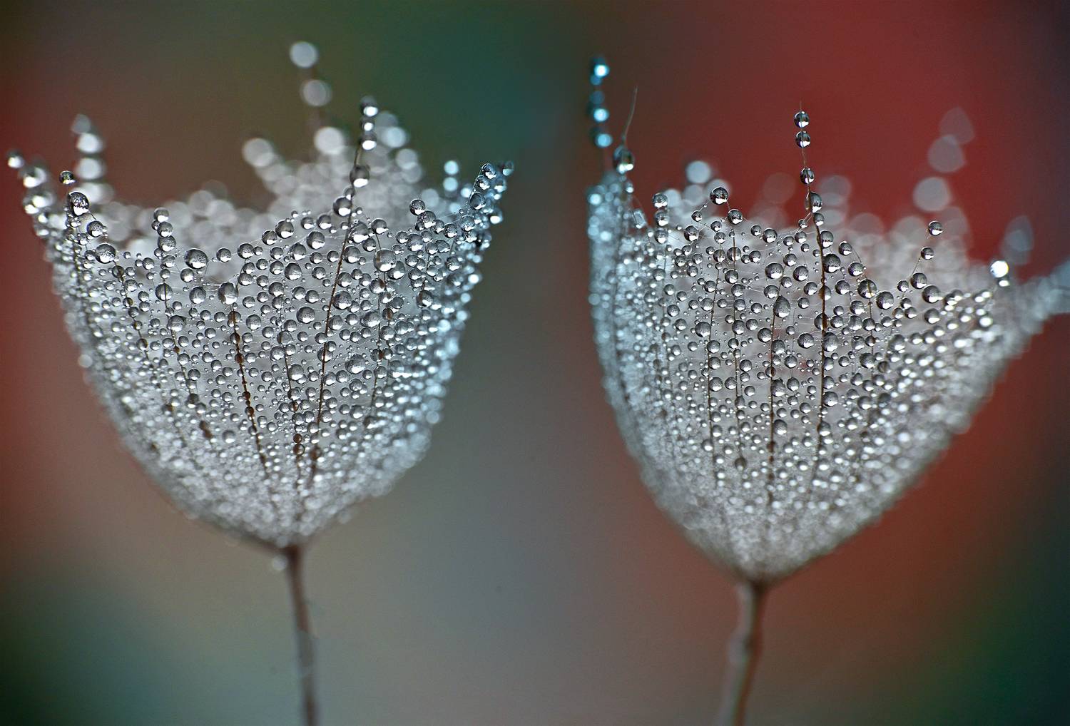 ceclii, macro, Ganev Tsvetan