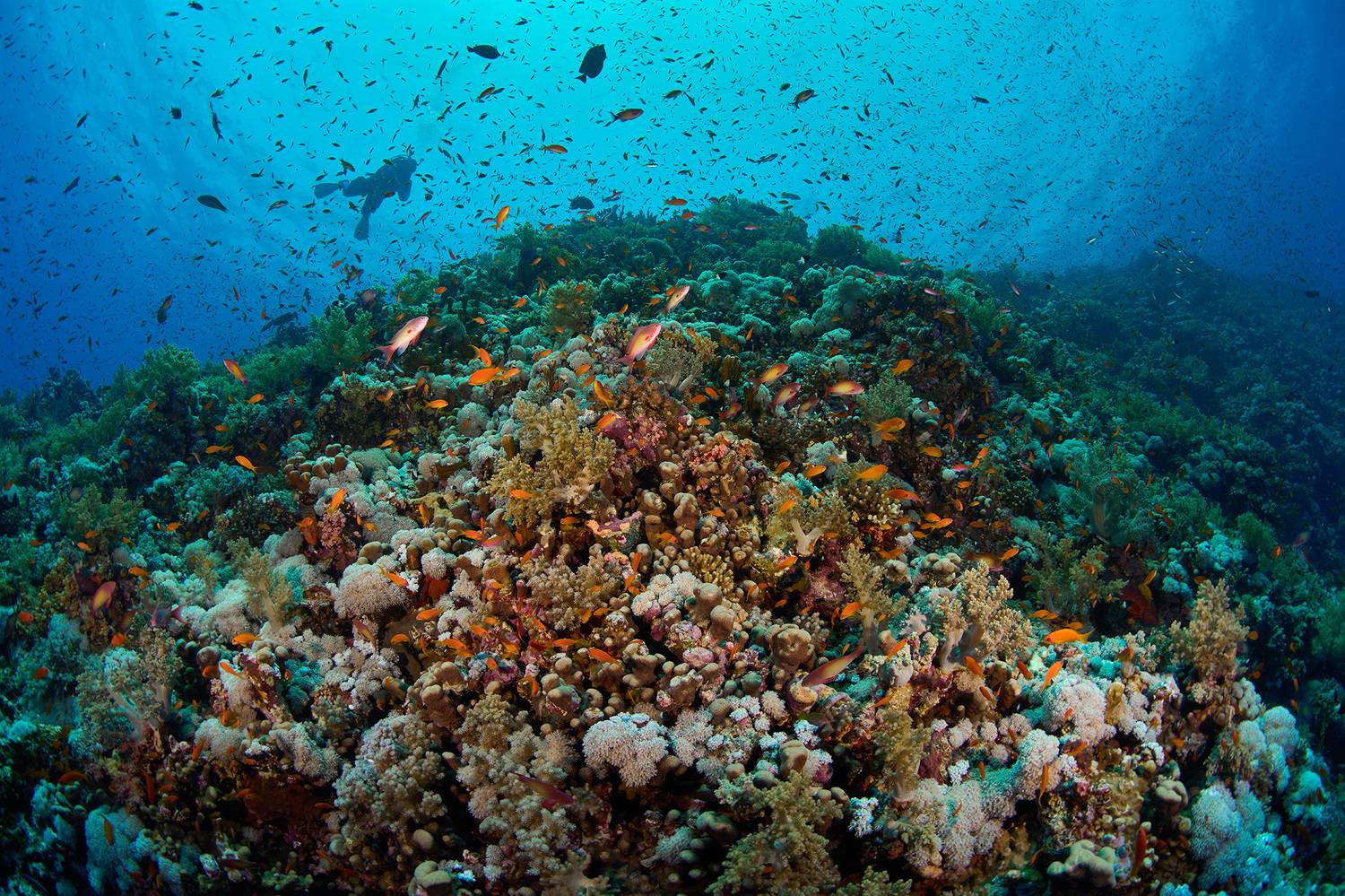 риф, море, дайвинг, PAVEL PEREPECHAEV