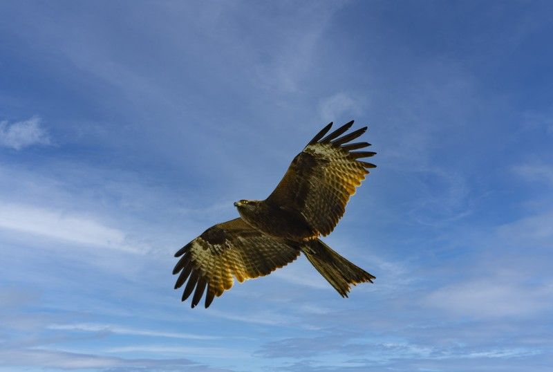Коршун на охоте фото превью