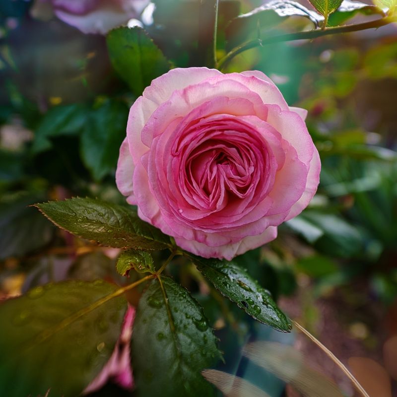 *** фото превью