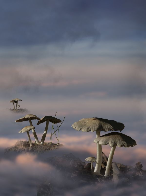 Грибные острова фото превью