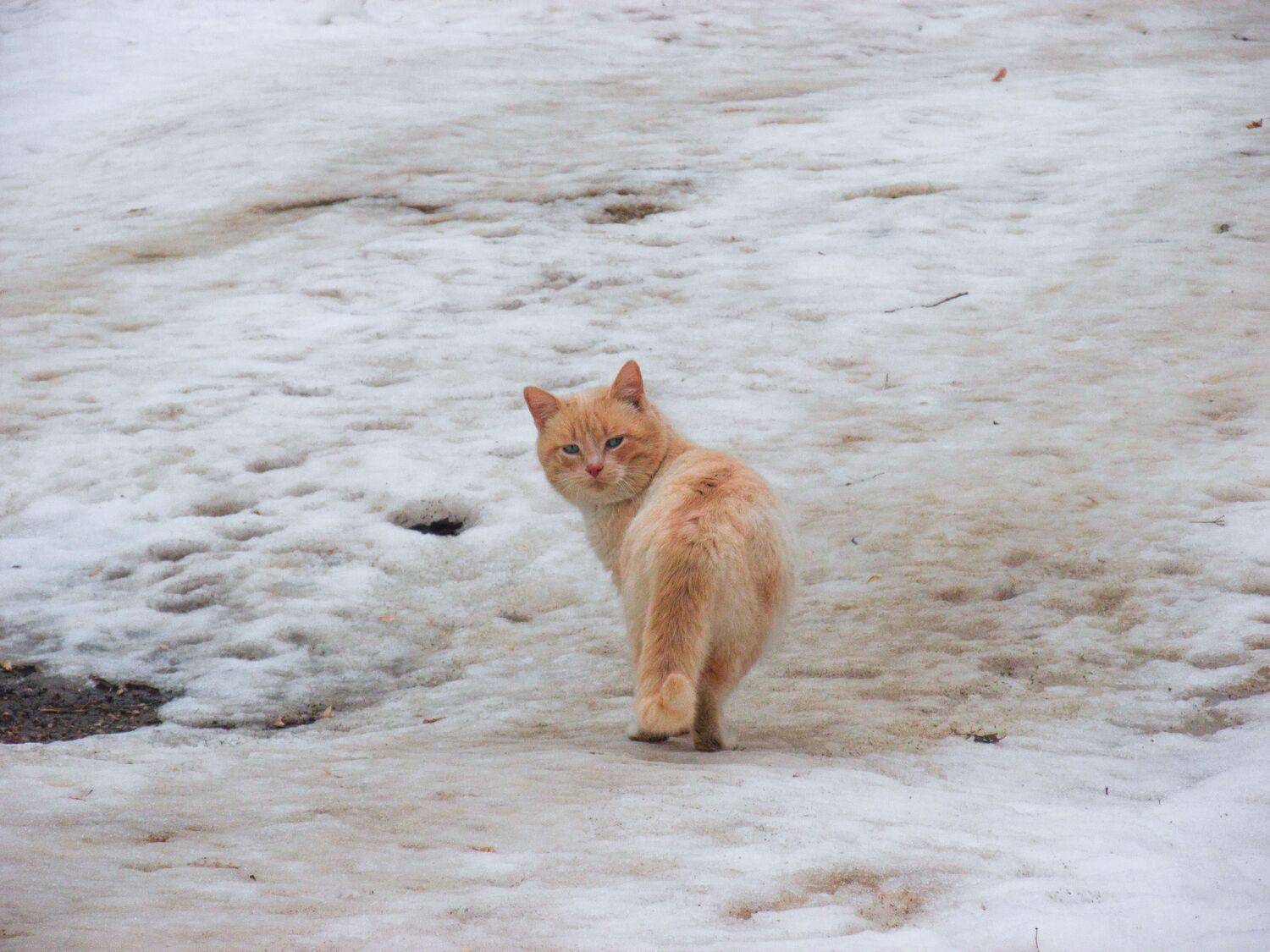 , Светлана Кондрашова