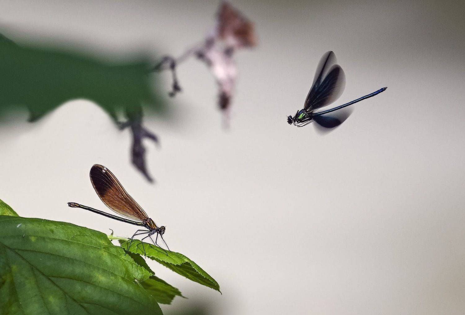 , Пирог Борис