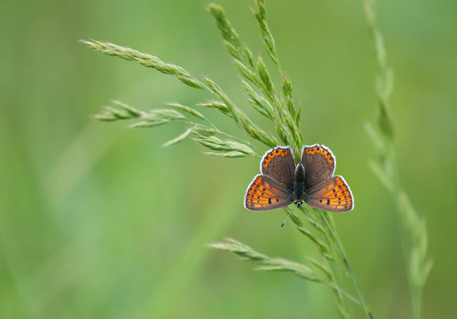 , Елизарова Елена