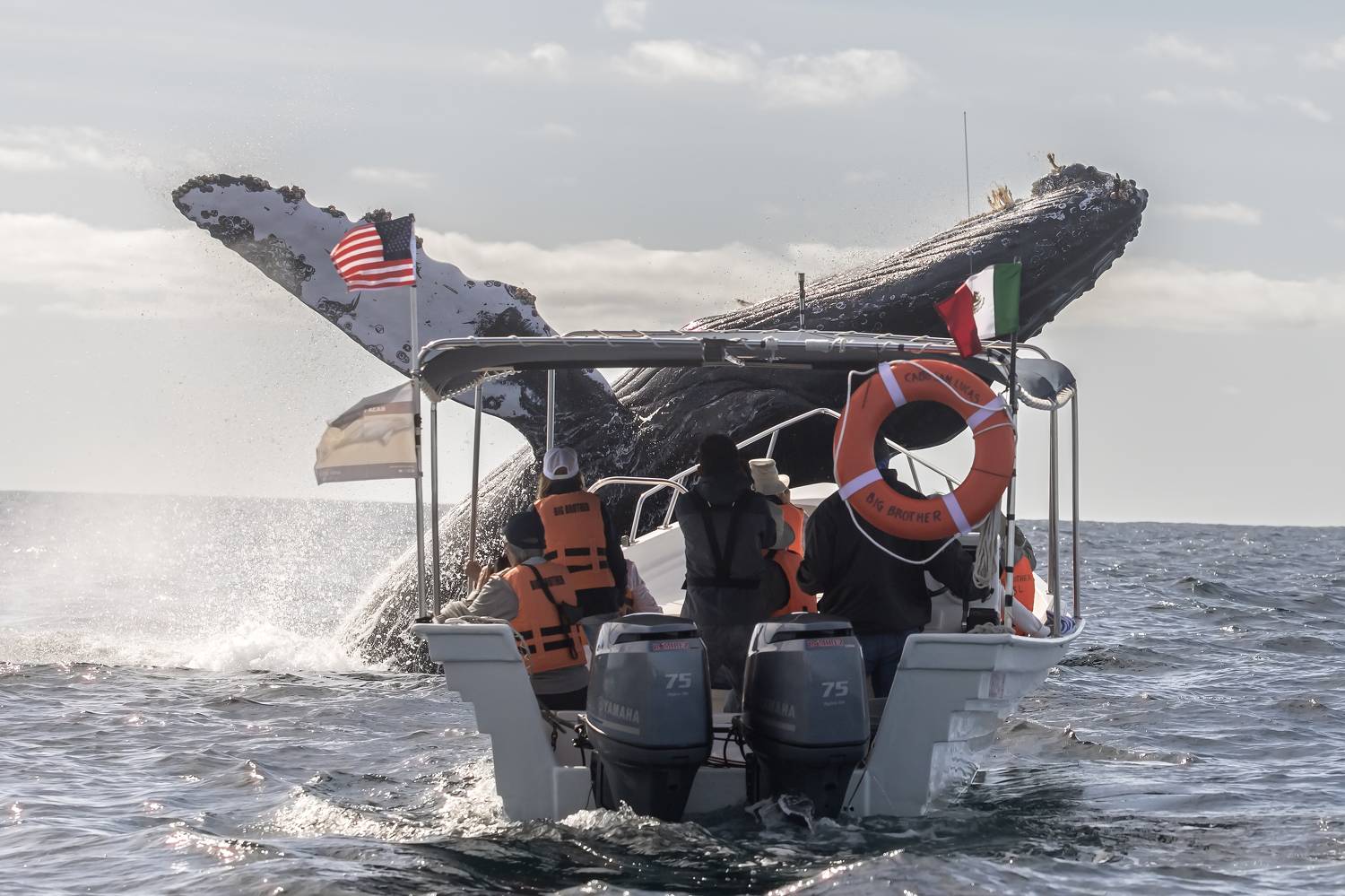 Humpback Whale, Wild Life, Baja California Sur, Pacific Ocean, Ballena Jorobada, Oceano Pacifico , Fernando Castillo