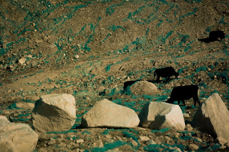 cow, livestock, bare land, rocks, animals, black, geofabric, china. When there´s no grass фото превью