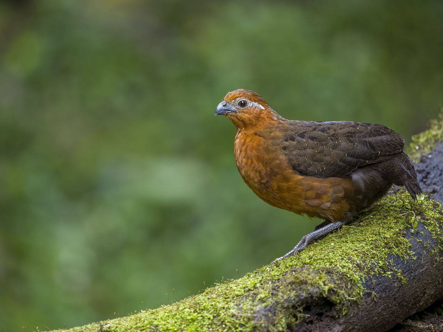 , Burgalin Sequeira Fernando