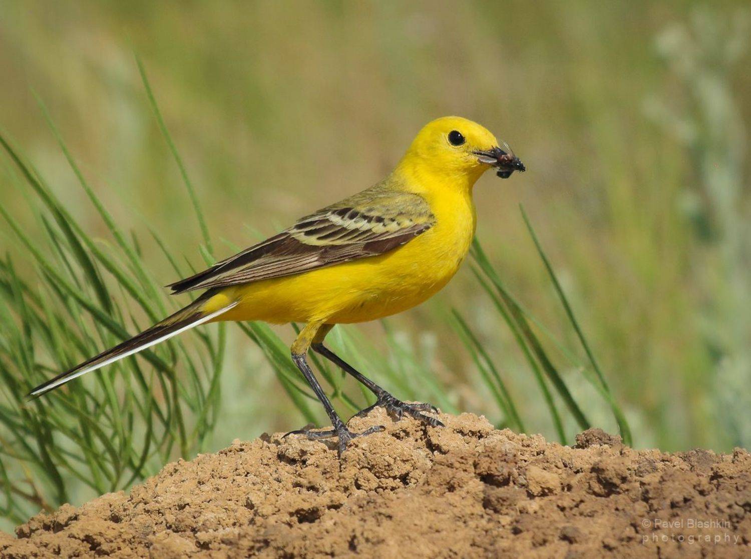 желтолобая трясогузка, yellow-backed wagtail, motacilla lutea, птицы, Блашкин Павел