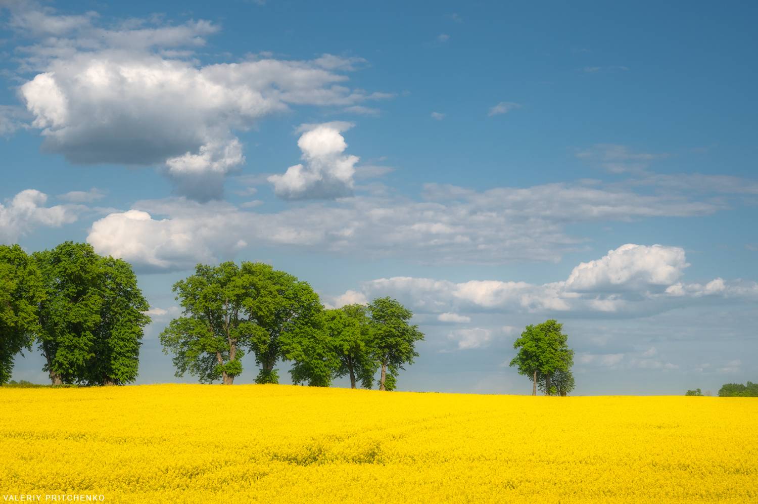 весна, рапс, поле, пейзаж, природа, landscape, nature, spring, Валерий Притченко