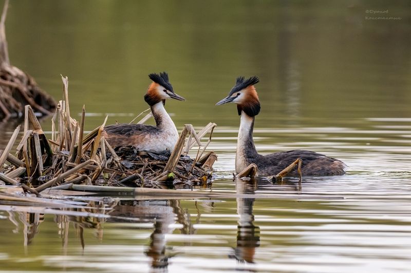 птицы, фотоохота, чомги, большие поганки Родительские хлопоты фото превью