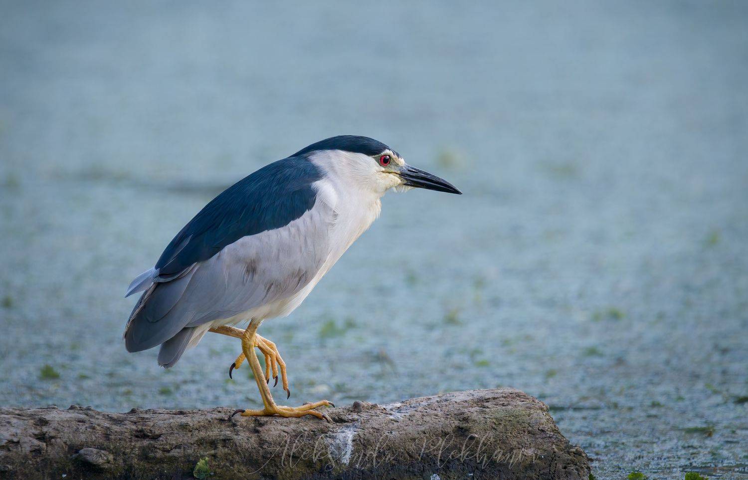 ,кваква , black-crowned night heron,, Плеханов Александр