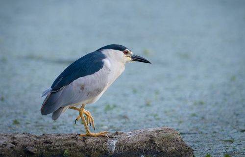 Black-crowned Night Heron