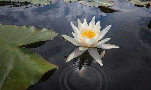 Царица озера