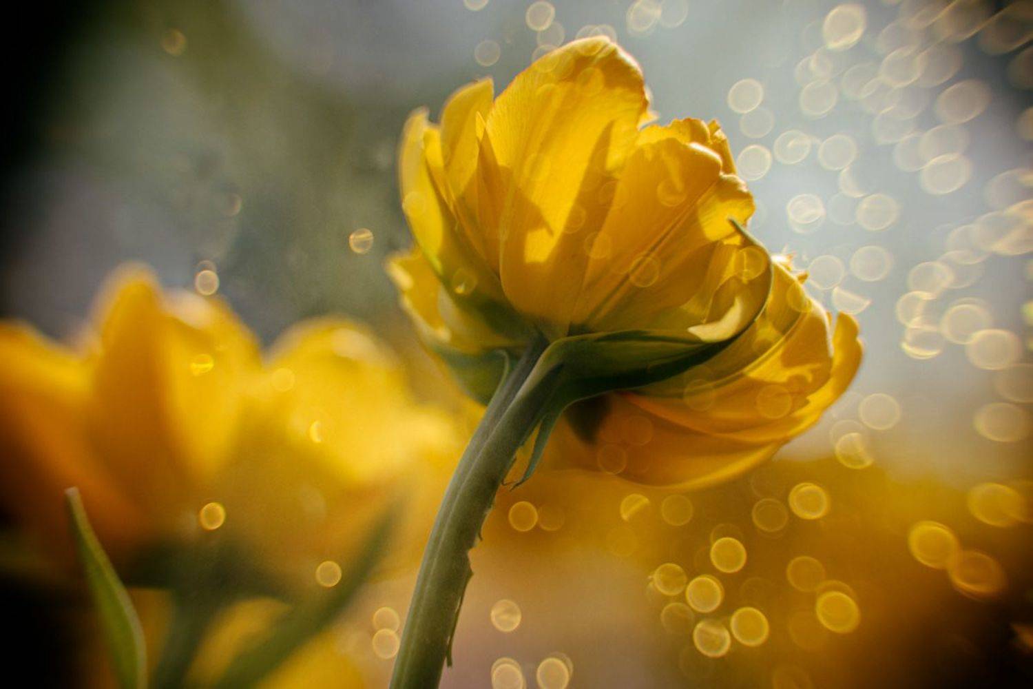 close-up, Игорь Копцев