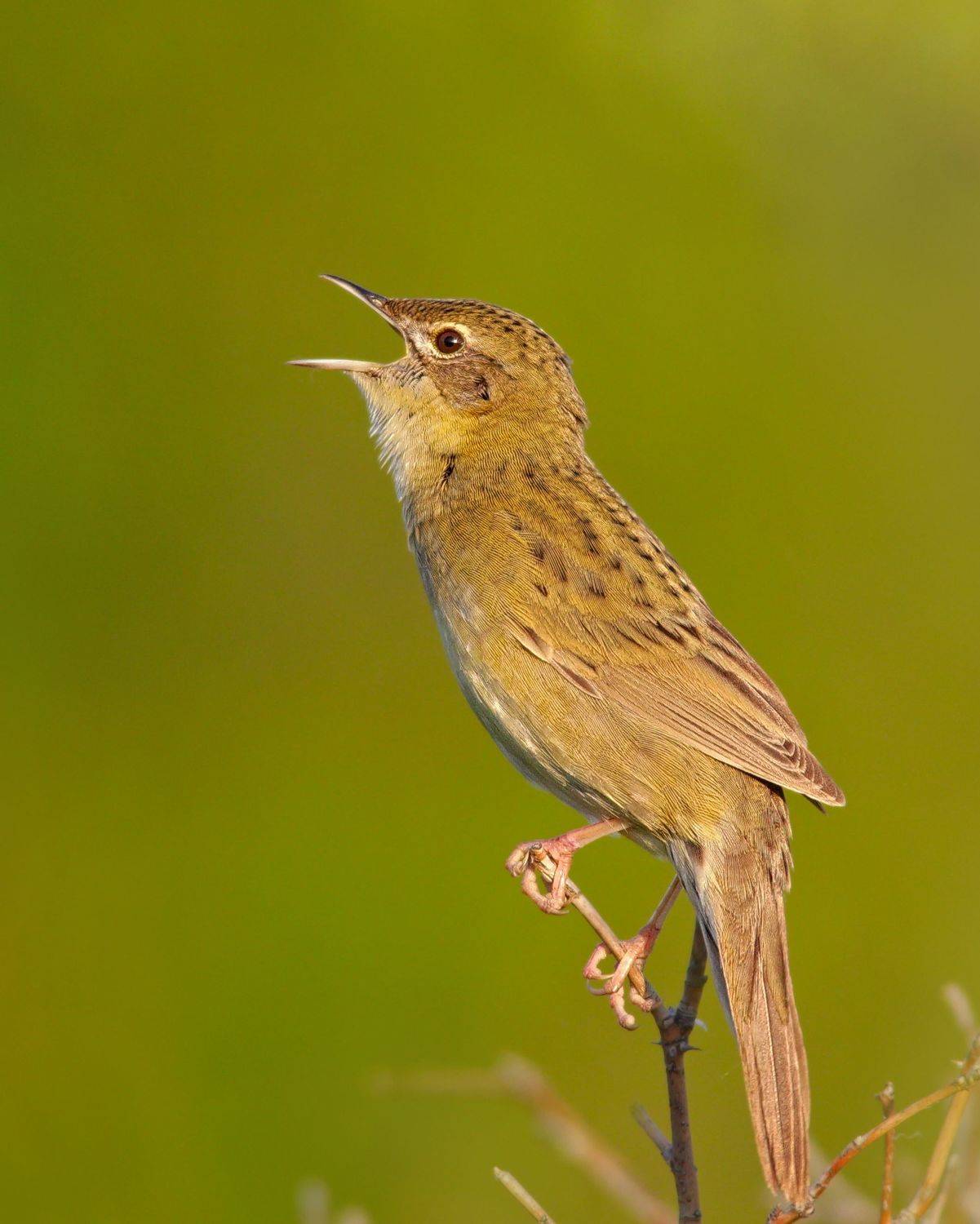 locustella naevia, sergey izoya