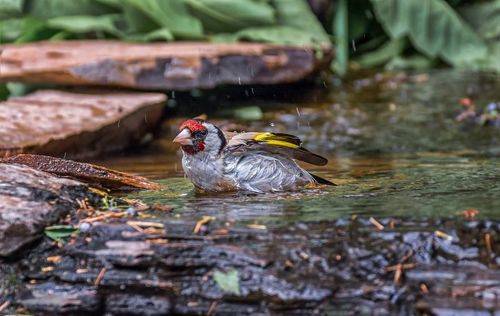 купание щегла..