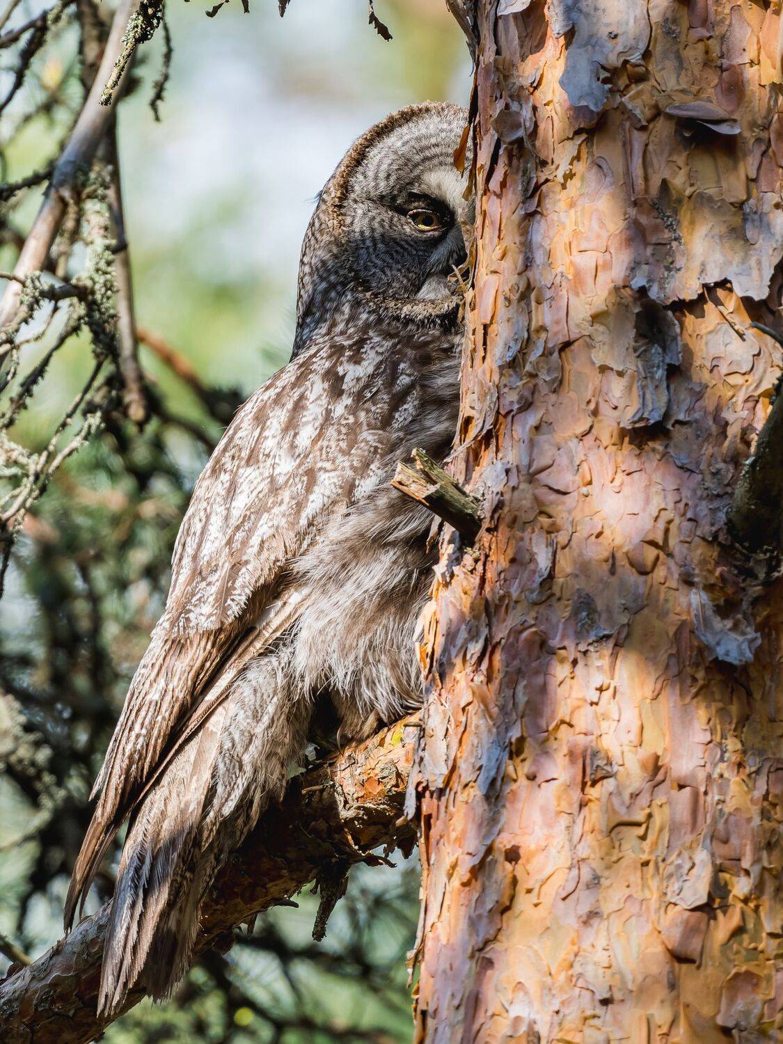 , Дэм Константин