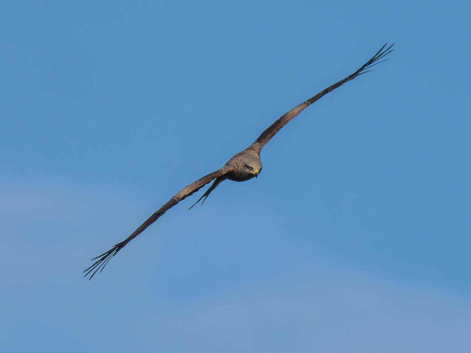 , Дэм Константин