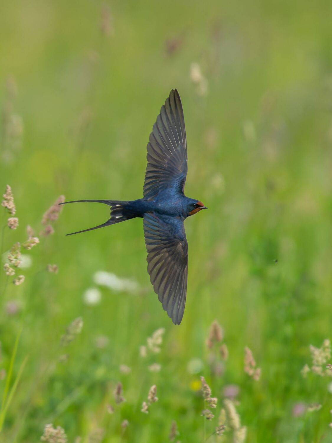 , Дэм Константин