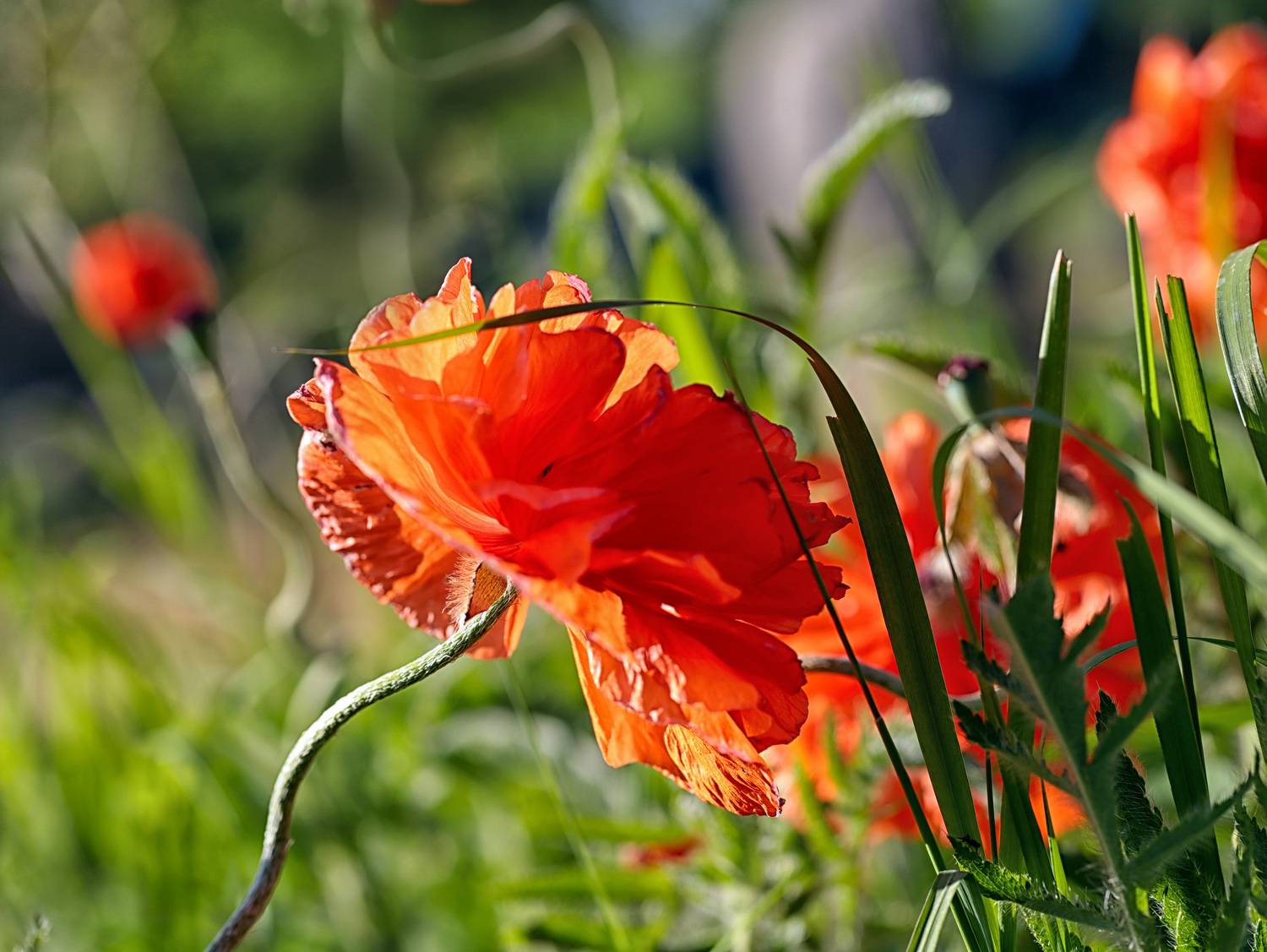 red; poppies; summer; sunset; nature; natural background; bokeh; multicolored background; photography; garden, DZINTRA REGINA JANSONE